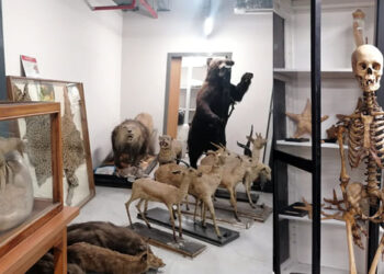 Türkiye’nin Tarihi Zooloji Müzesi Yeniden Açılıyor