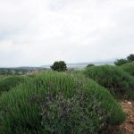 DSC02812