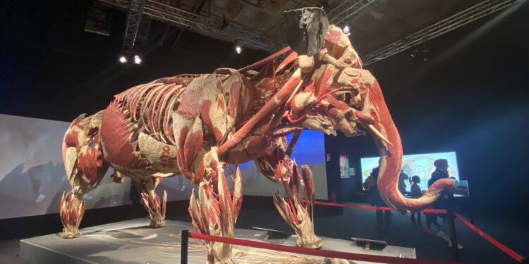 ‘Gerçek Hayvanların Anatomi Sergisi’ İstanbul’da