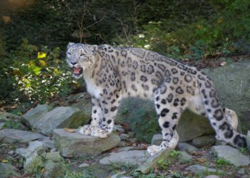 Kar Leoparları Yok Olma Tehlikesiyle Karşı Karşıya