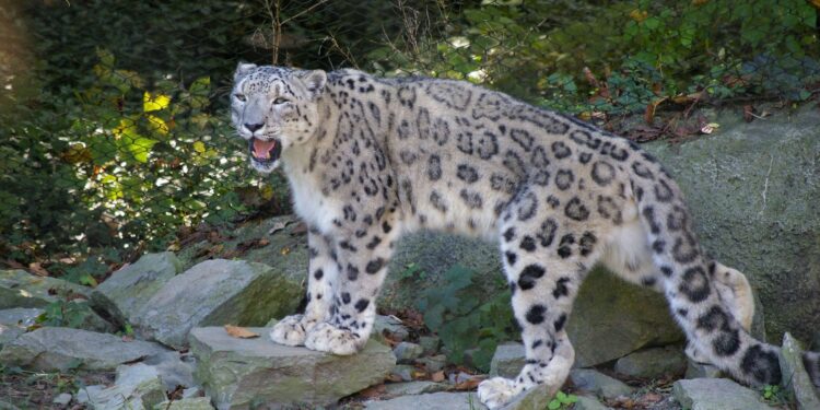 Kar Leoparları Yok Olma Tehlikesiyle Karşı Karşıya