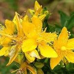 hypericum perforatum