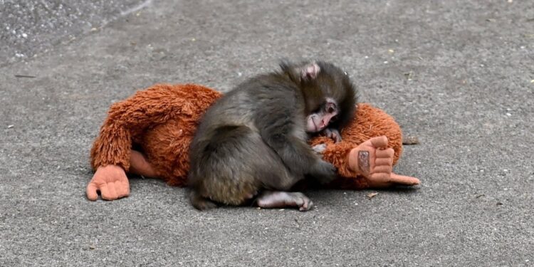 Annesi Reddetti, Arkadaşları Dışladı: Punch’a Ne Olacak?