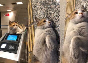 “Patates’in iyileşeceğine inanmıştık, kaybettik”