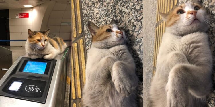 “Patates’in iyileşeceğine inanmıştık, kaybettik”