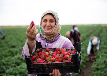 Türkiye’deki Tarımda Mevcut Durum ve Gelecek Beklentileri